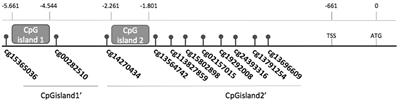 Reduced expression of FOXE1 in differentiated thyroid cancer, the contribution of CPG methylation, and their clinical relevance